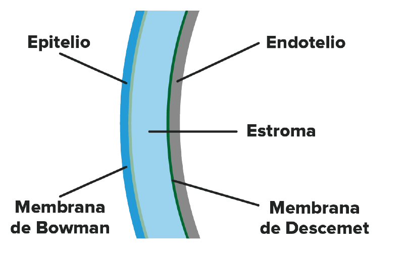 Partes de la córnea