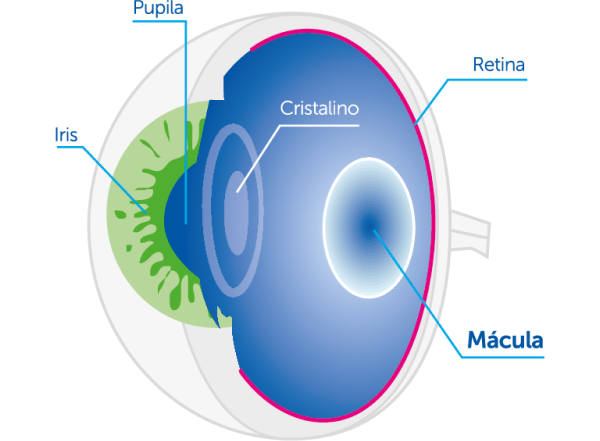 Enfermedades de la retina